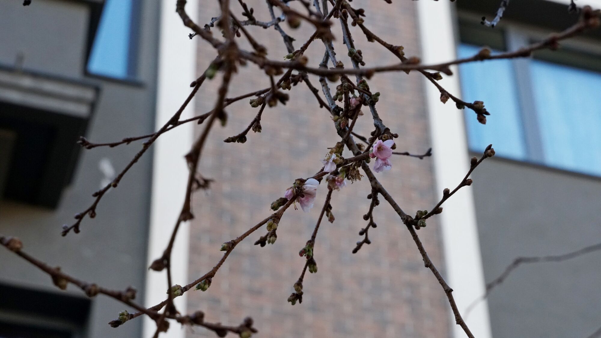 В Мукачево "бешеная" сакура расцвела посреди зимы, несмотря на морозы. Фото