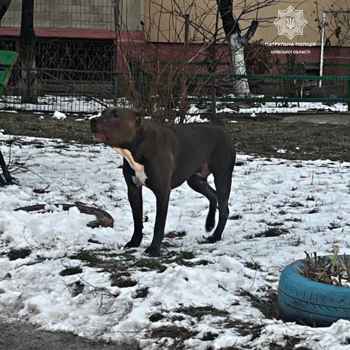 На Киевщине пес бойцовской породы покусал двух детей: животное выгуливали без намордника и поводка. Фото