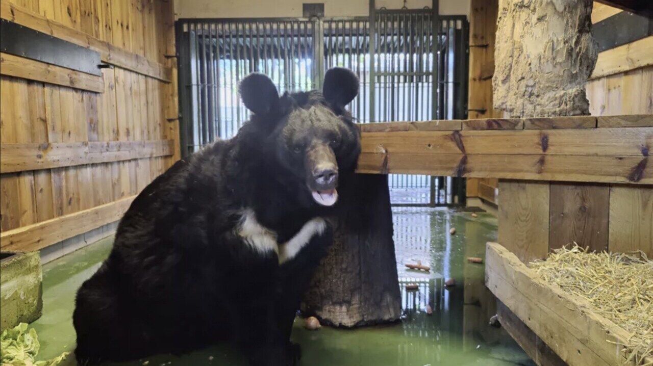 Поранений під час обстрілів на Донеччині гімалайський ведмідь житиме у зоопарку Шотландії