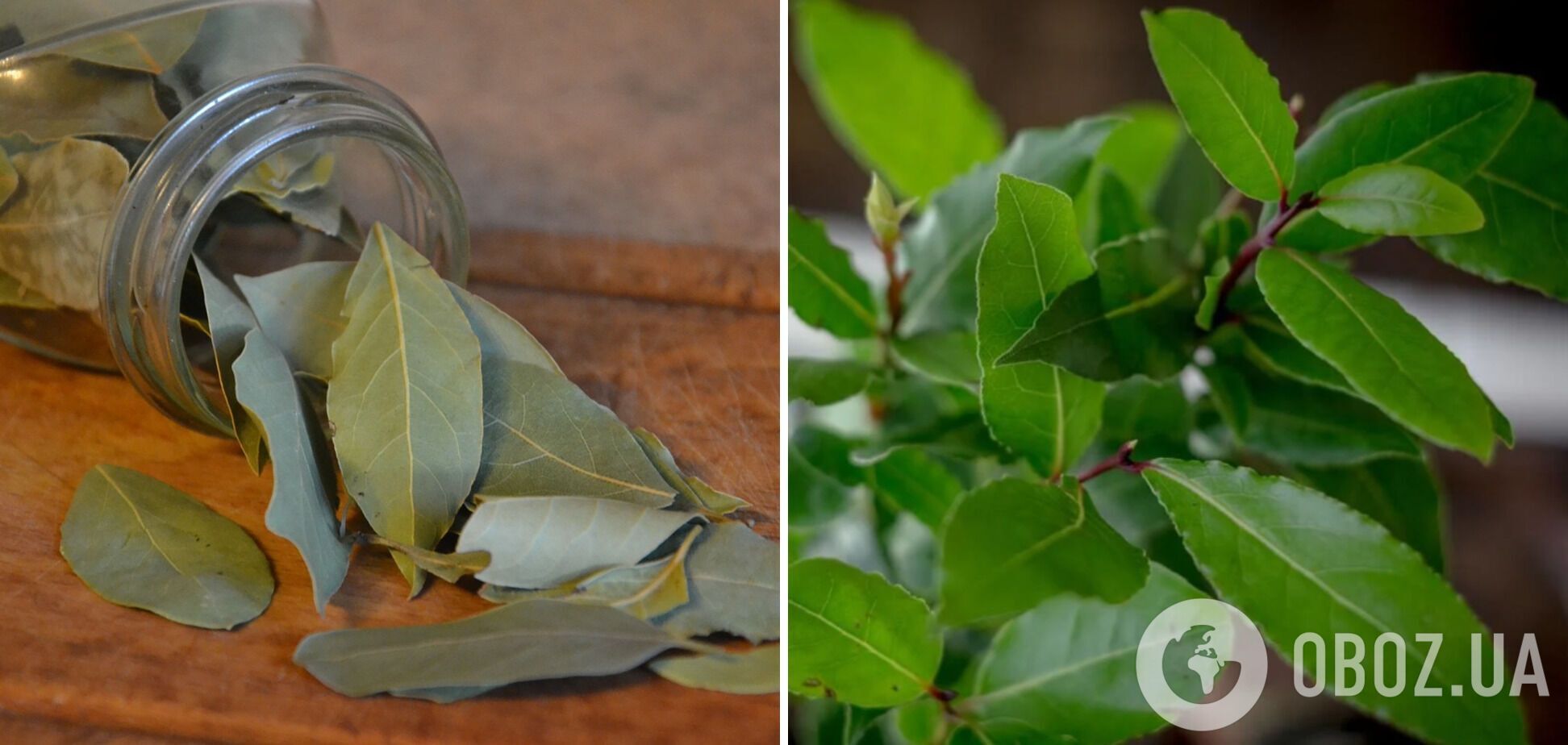 Как вырастить лавровые листья на подоконнике: советы