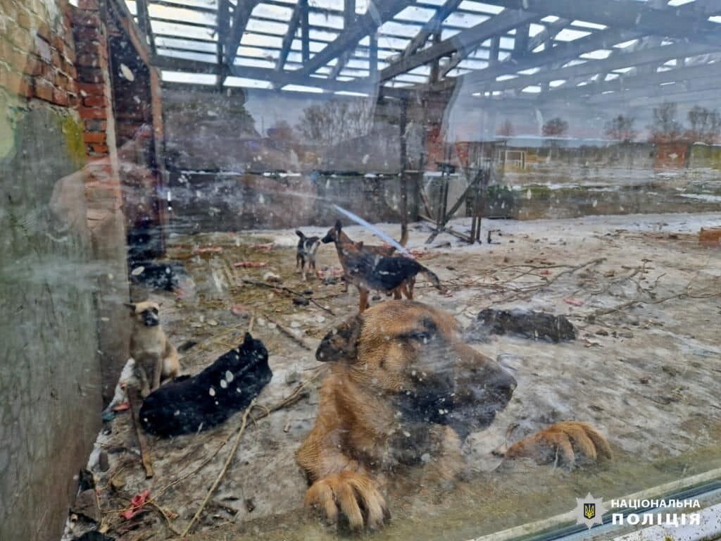 Утримували в жахливих умовах: поліція відкрила провадження через знущання над тваринами в притулку на Київщині. Фото