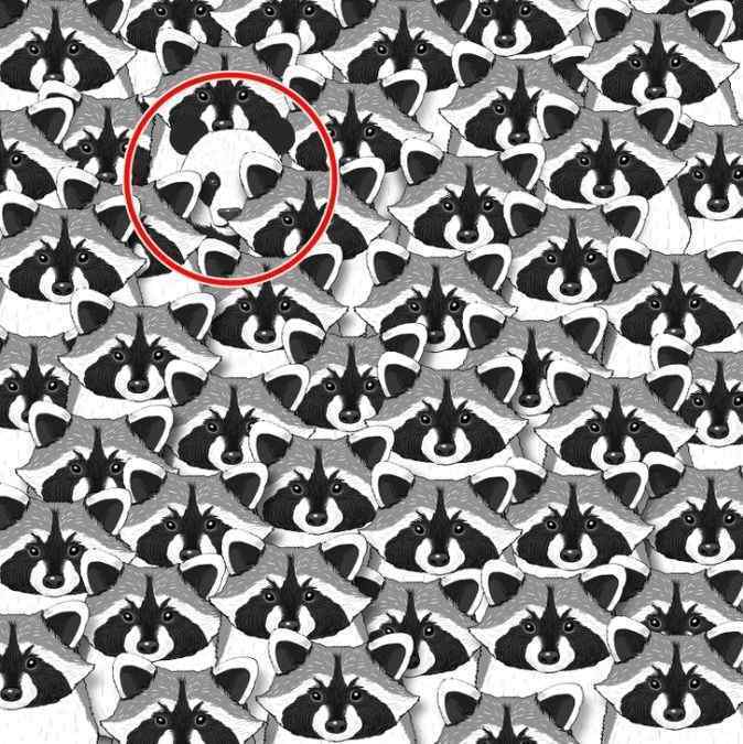Найдите панду среди енотов: сложная головоломка для самых внимательных