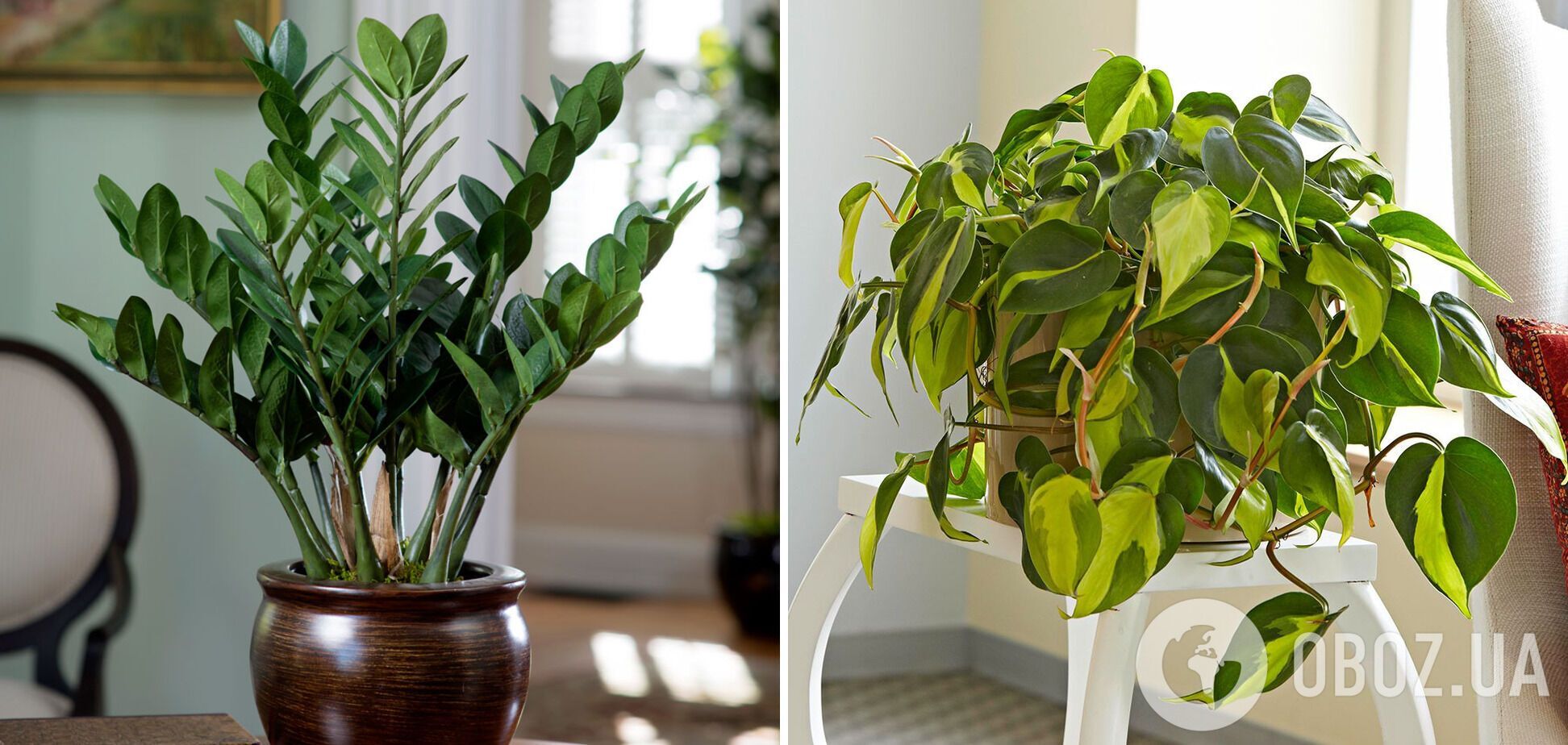 Топ-10 рослин, які створять атмосферу затишку в квартирі