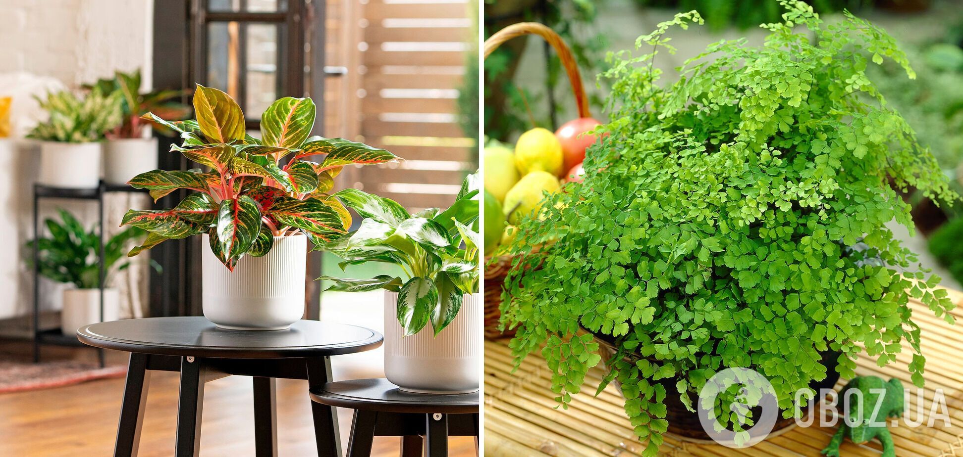 Топ-10 растений, которые создадут атмосферу уюта в квартире