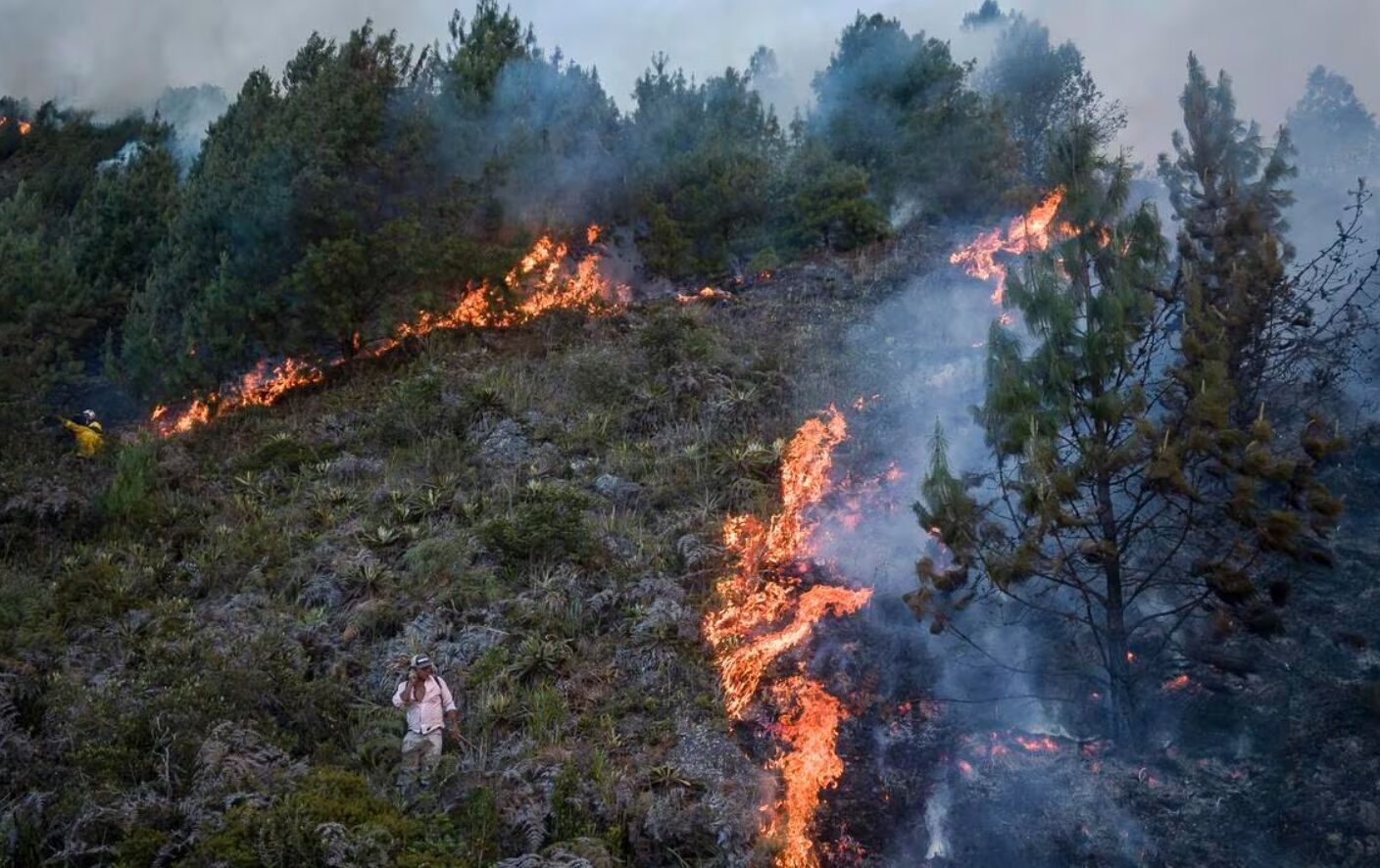 В Колумбии бушуют лесные пожары: в стране объявили чрезвычайное положение. Фото и видео