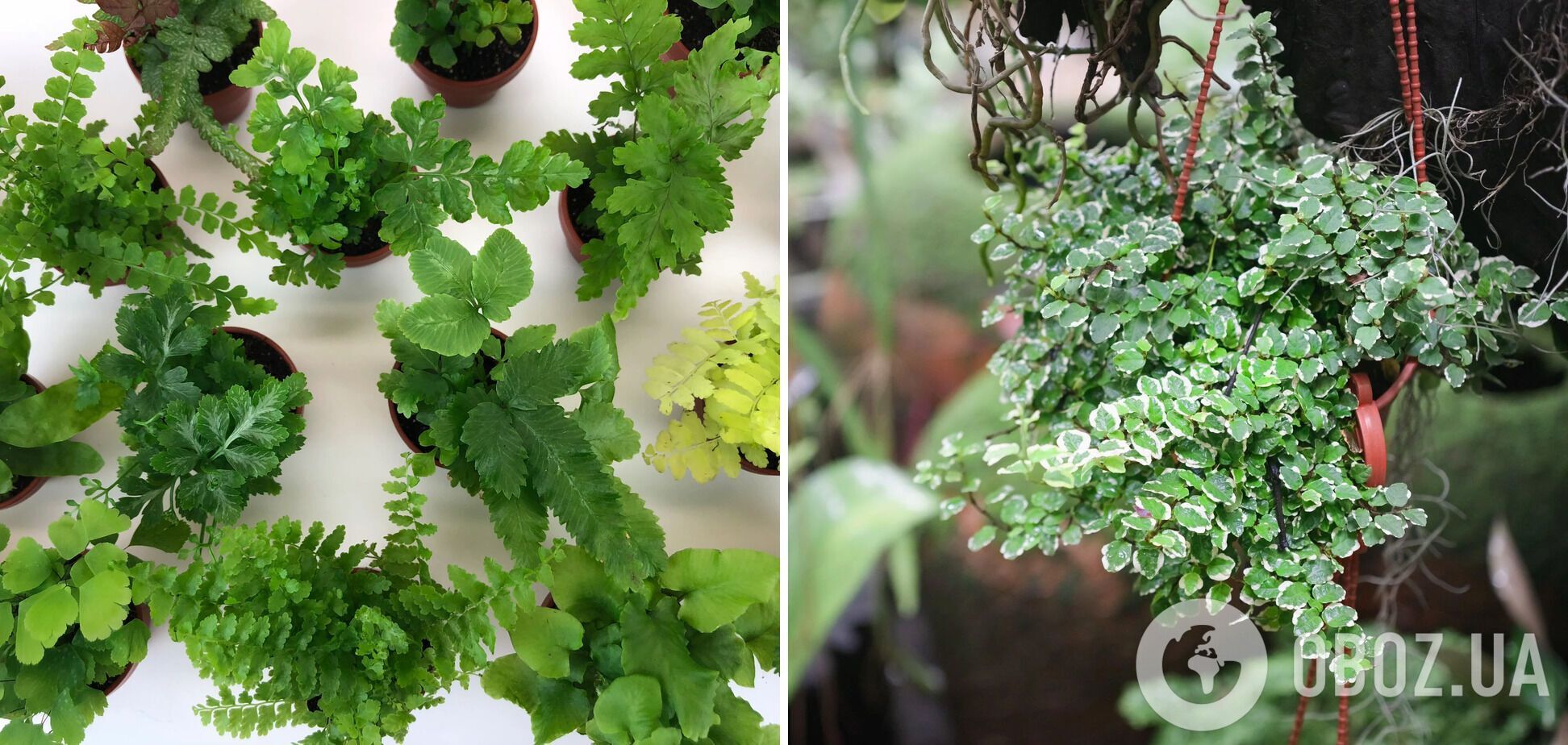 Какие комнатные растения лучше всего подходят для террариума: интересные варианты