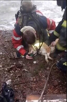 На Харьковщине спасатели откачали собаку, которую без сознания вынесли из пожара. Видео
