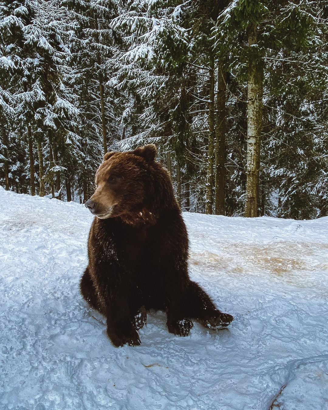 Страусы, ишаки и медведи: путешествие по необычным фермам Украины, работающим зимой