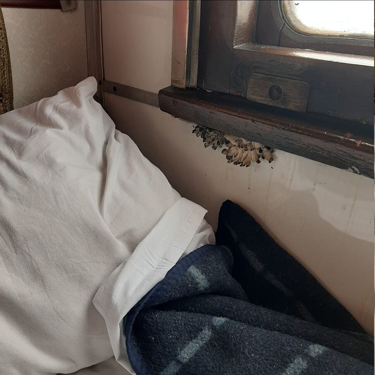 "Бонус к поездке?" Сеть взбудоражили фото грибов, выросших прямо в поезде УЗ. Фото
