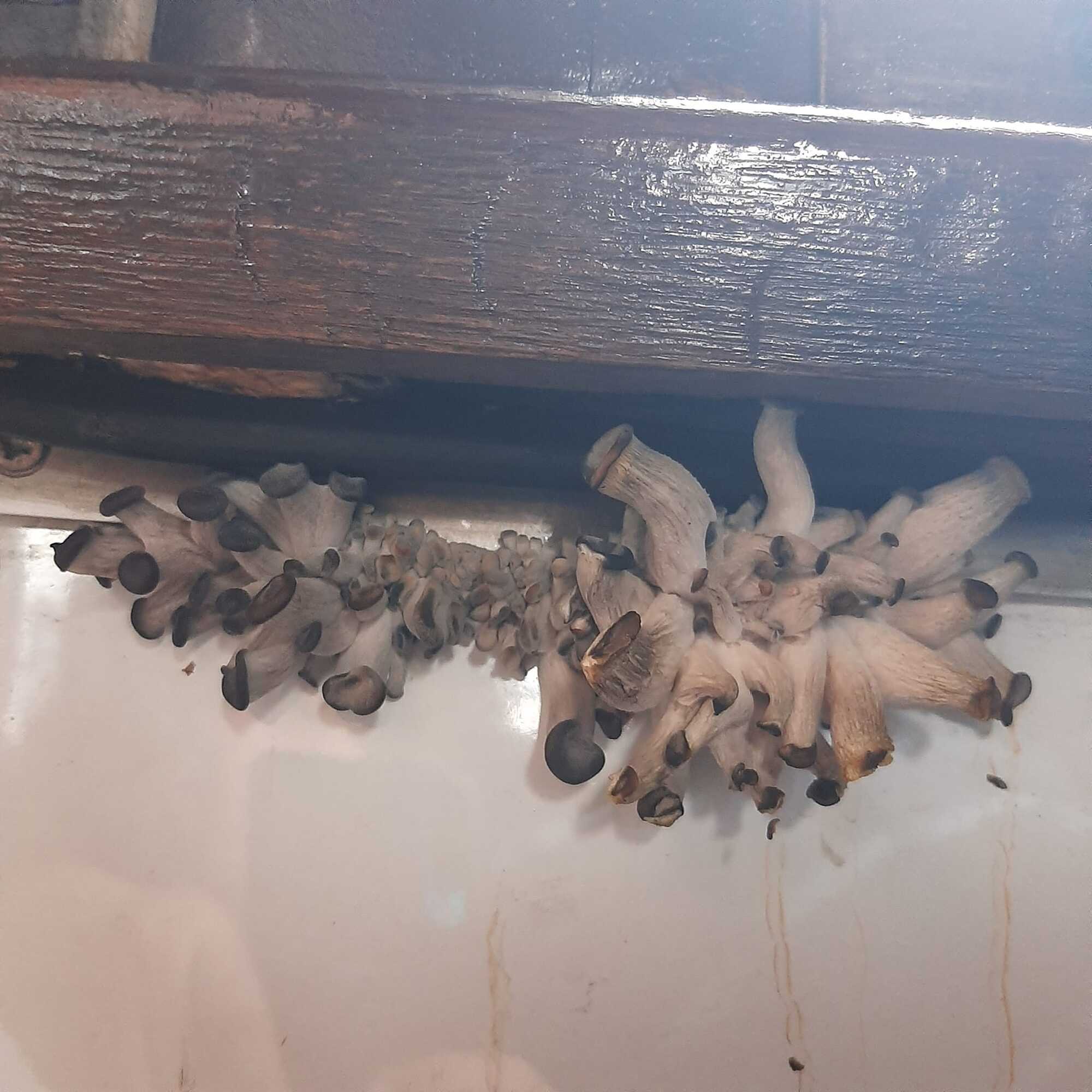 "Бонус до подорожі?" Мережу розбурхали фото грибів, які виросли прямо в поїзді УЗ. Фото