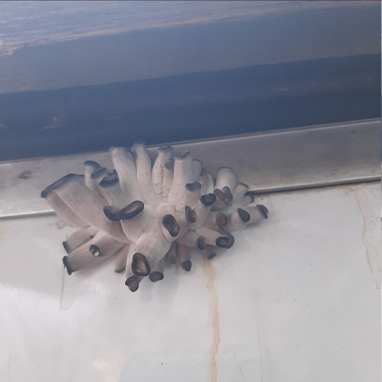 "Бонус до подорожі?" Мережу розбурхали фото грибів, які виросли прямо в поїзді УЗ. Фото