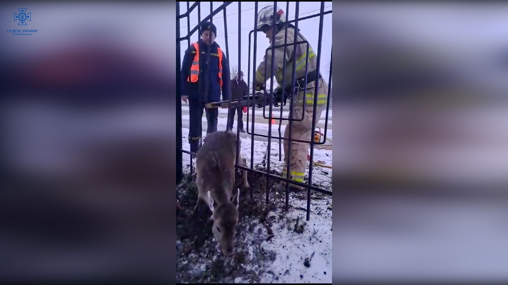 "Застрягла, маленька?" На Київщині рятувальники звільнили з залізної пастки дику косулю. Фото і відео