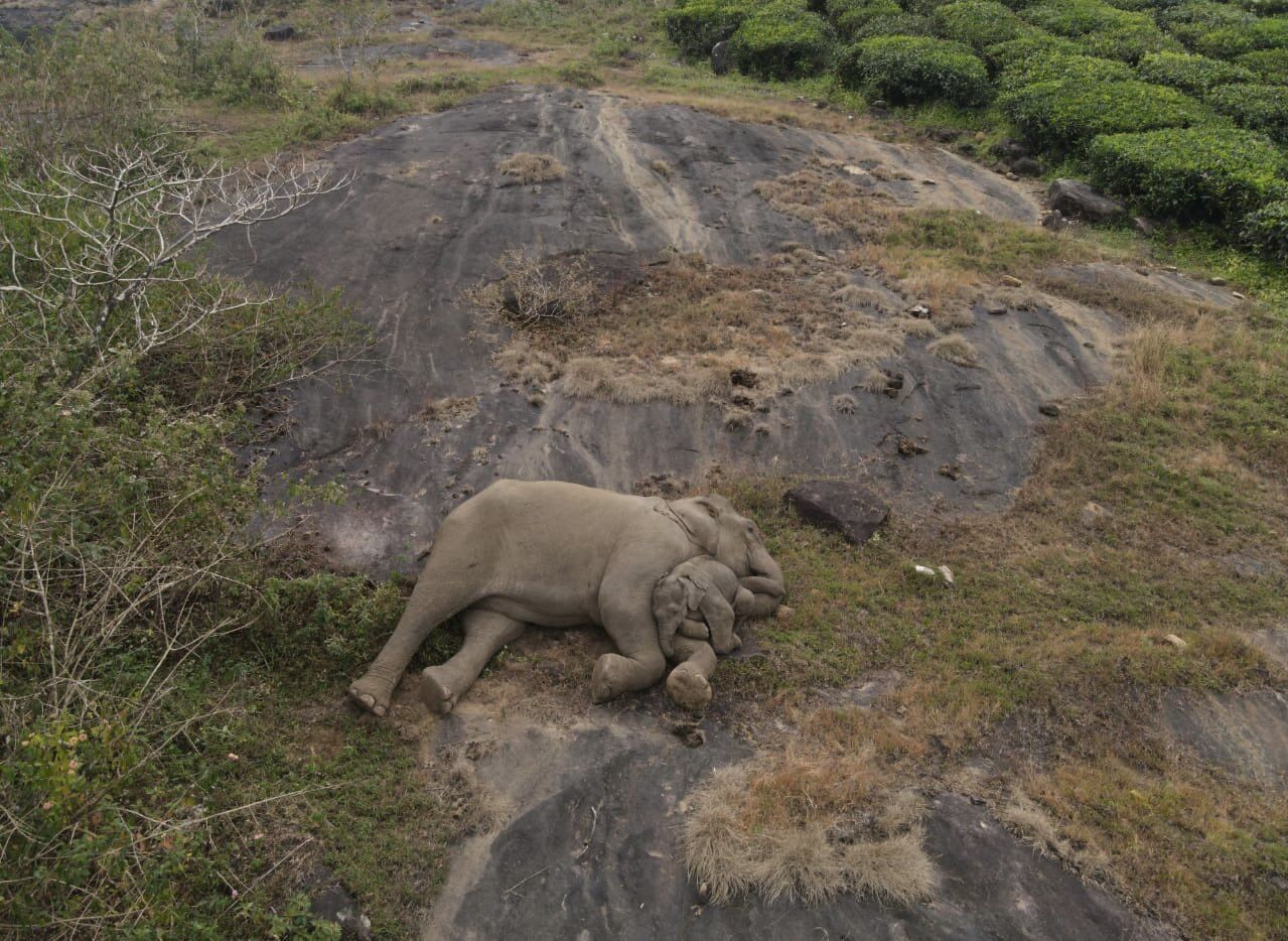 Фото стоит миллиона слов: сеть всколыхнула история потерянного слоненка, прошедшего 4 километра без мамы
