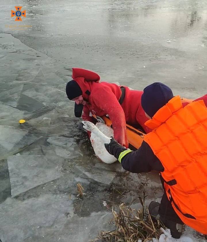 Вмерз в лед и ранился: под Киевом бойцы ГСЧС спасли лебедя. Фото и видео