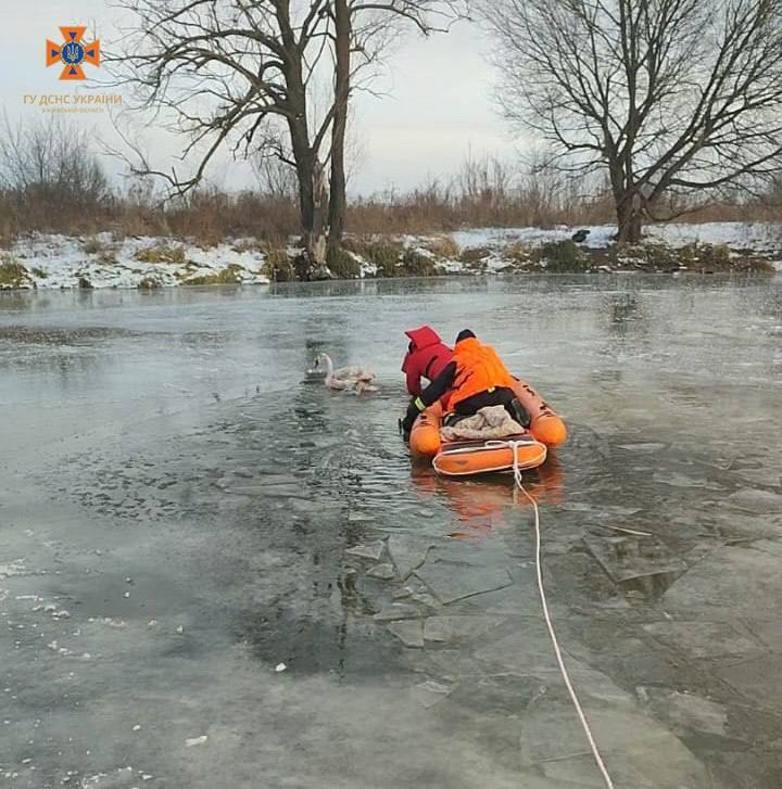 Вмерз в лед и ранился: под Киевом бойцы ГСЧС спасли лебедя. Фото и видео