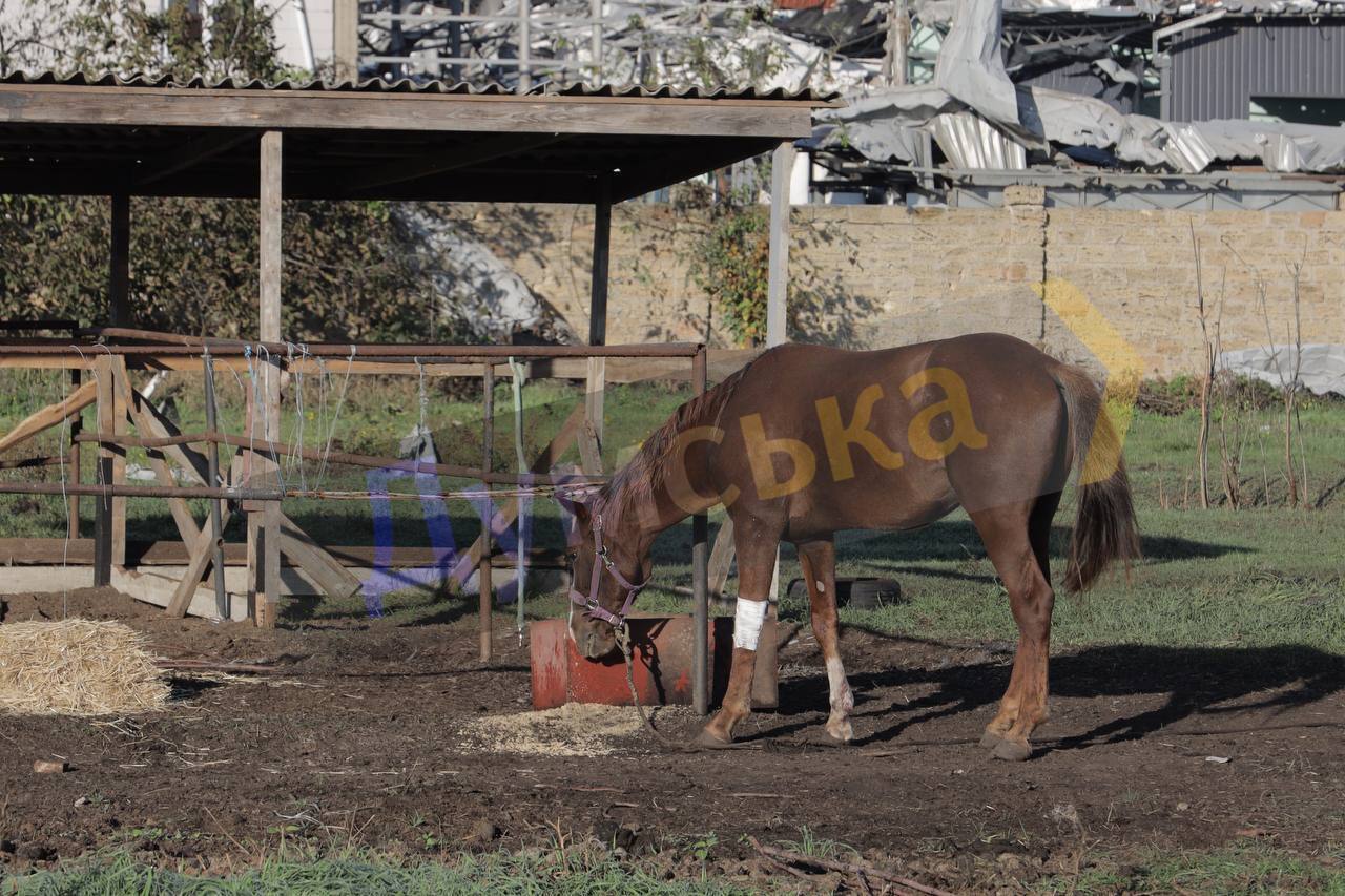 Пострадали также животные