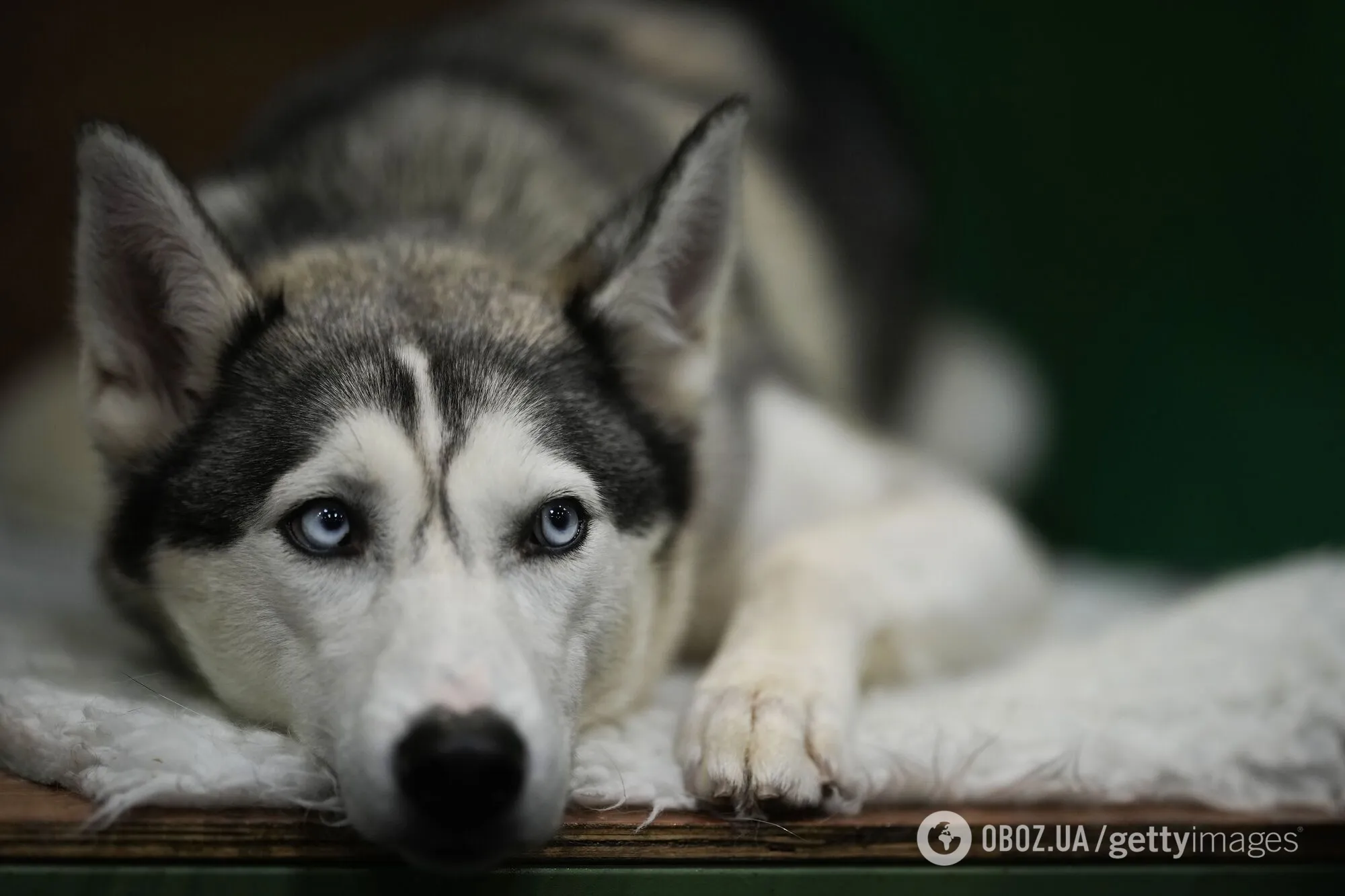 Кінолог назвав три породи собак, яких "майже неможливо" дресувати