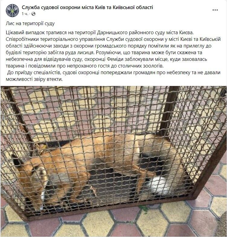 В Киеве спасли лису, которая бегала во дворах домов, а затем укрылась на территории суда. Фото и видео