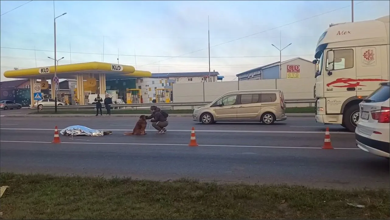 Впирався та гавкав: мережу вразив собака, який відмовлявся залишати загиблого в ДТП під Києвом власника. Подробиці та відео