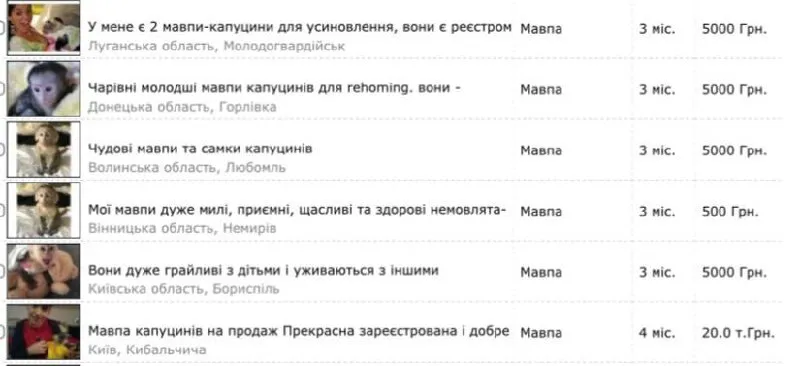 Мавпочок регулярно слід водити до зооклініки