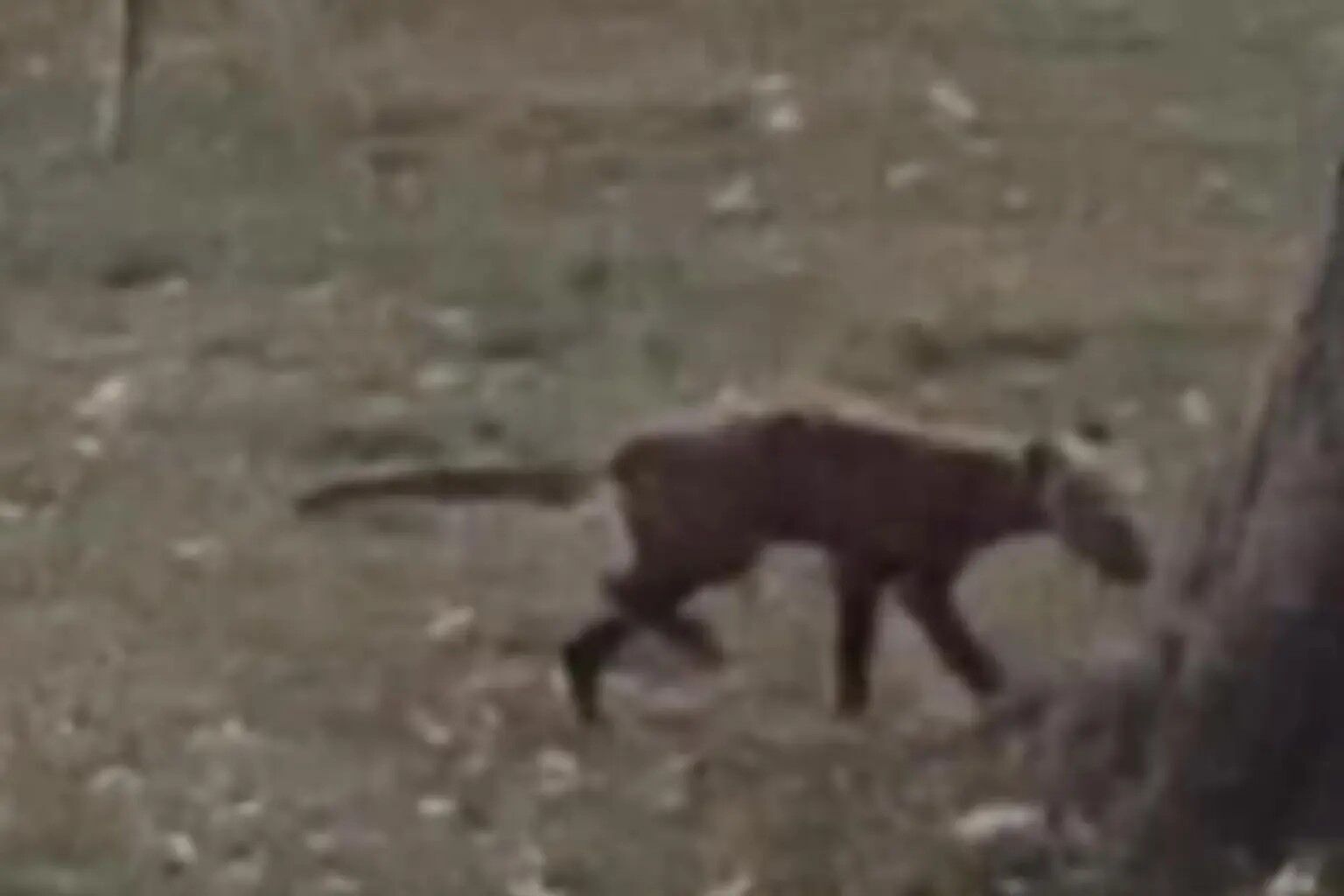 "Я ніколи такого не бачила": загадковий звір у парку Західної Вірджинії збентежив місцевих жителів. Фото і відео
