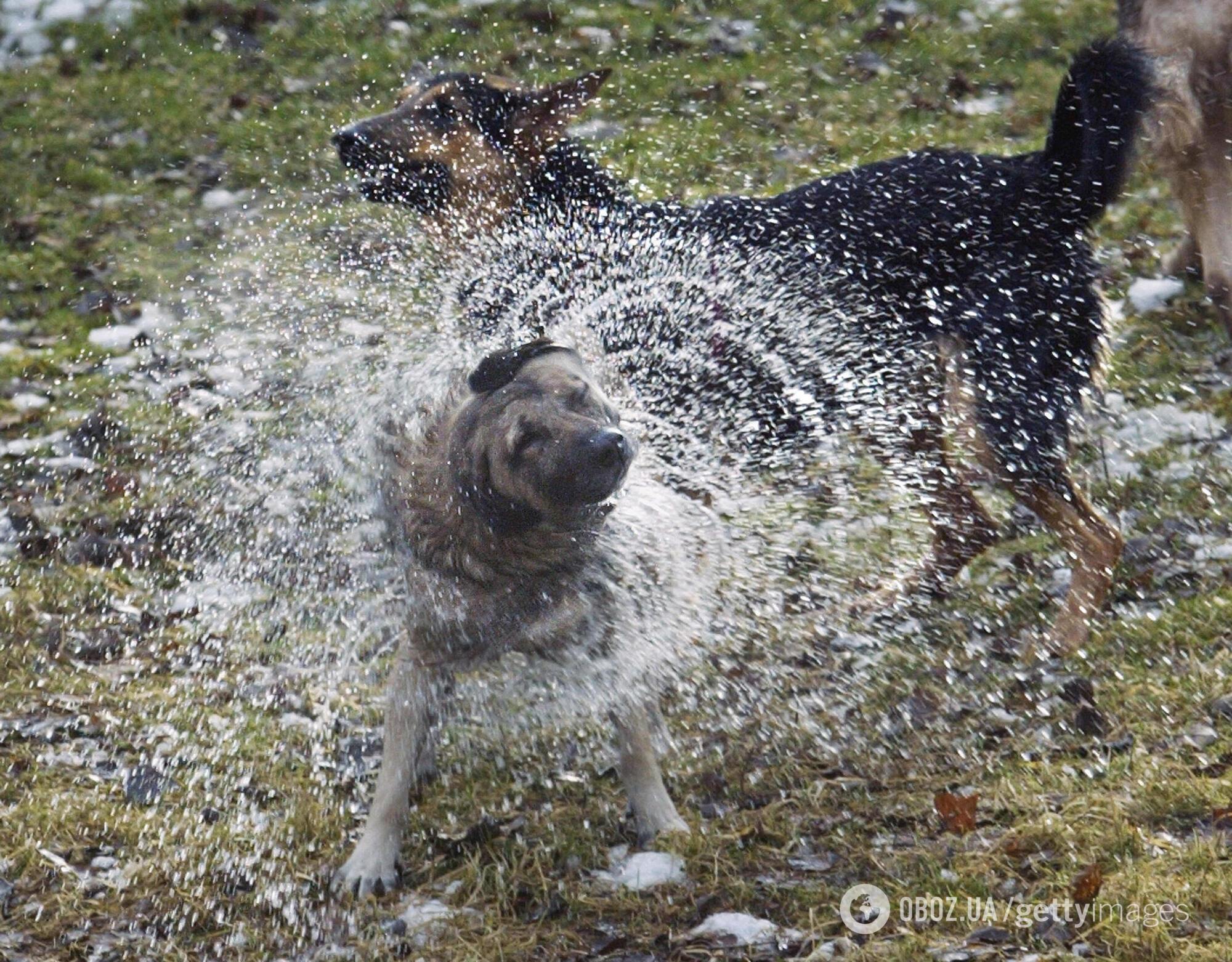 Почему мокрые собаки отряхиваются: ученые нашли объяснение