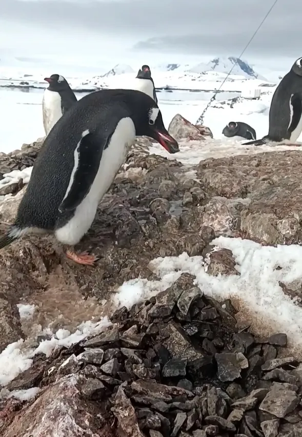 "Маленькие воришки!" Сеть восхитило видео, как пингвины возле "Вернадского" воруют камни