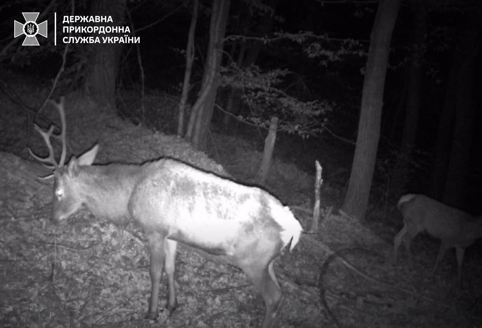 В ГПСУ показали зубра, посетившего Украину из Словакии, и предупредили об опасности. Фото