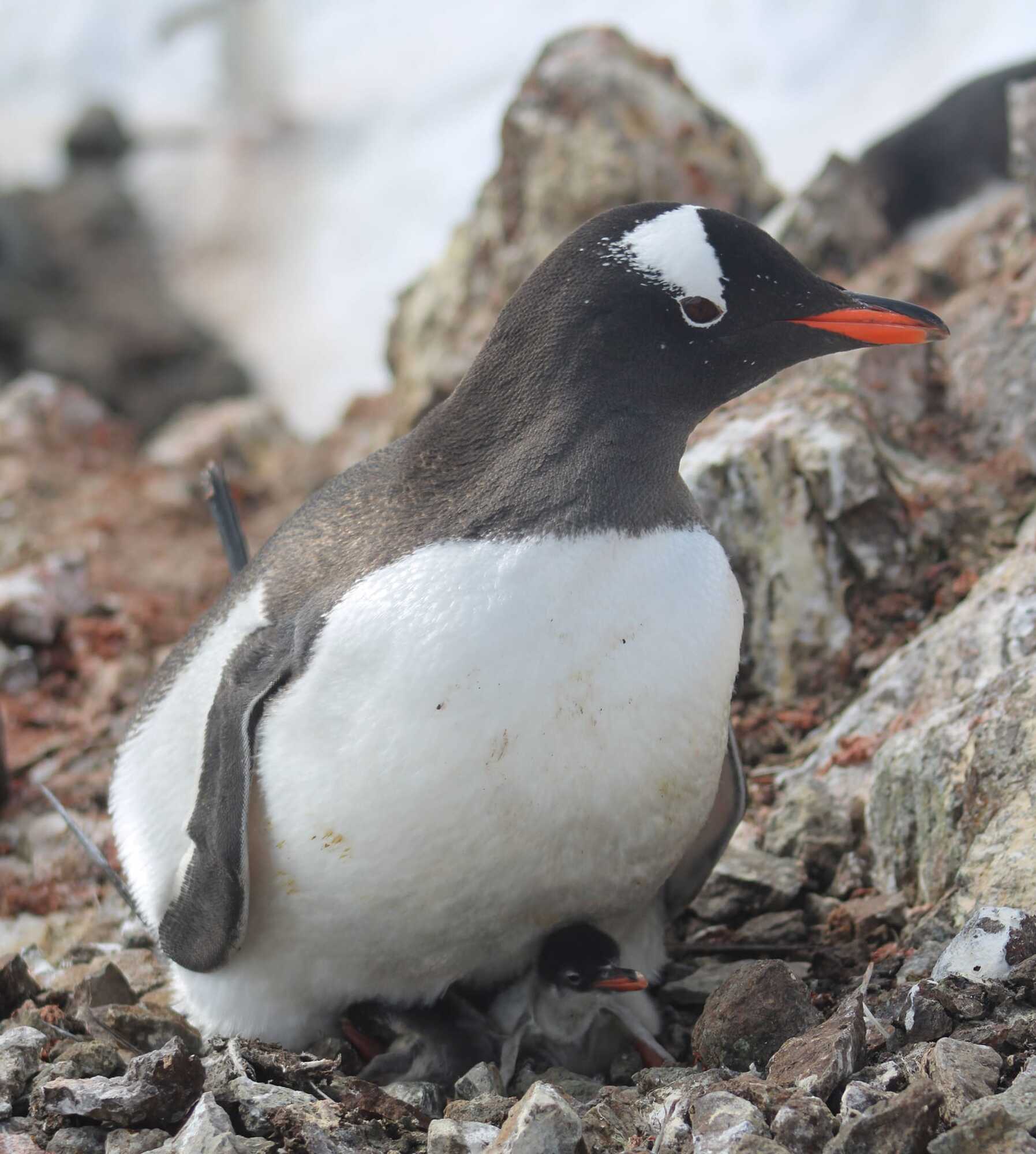 Біля "Вернадського" вилупились перші пінгвінята: в одному гнізді знайшли аж двох малюків. Фото
