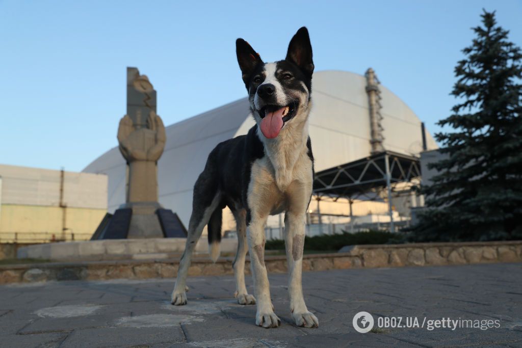 В Чернобыле обнаружили грибы и червей, которые не реагируют на радиацию. Фото