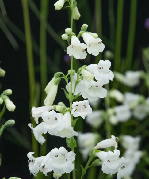 Будут невероятно выглядеть: какие белые цветы лучше всего подходят для сада