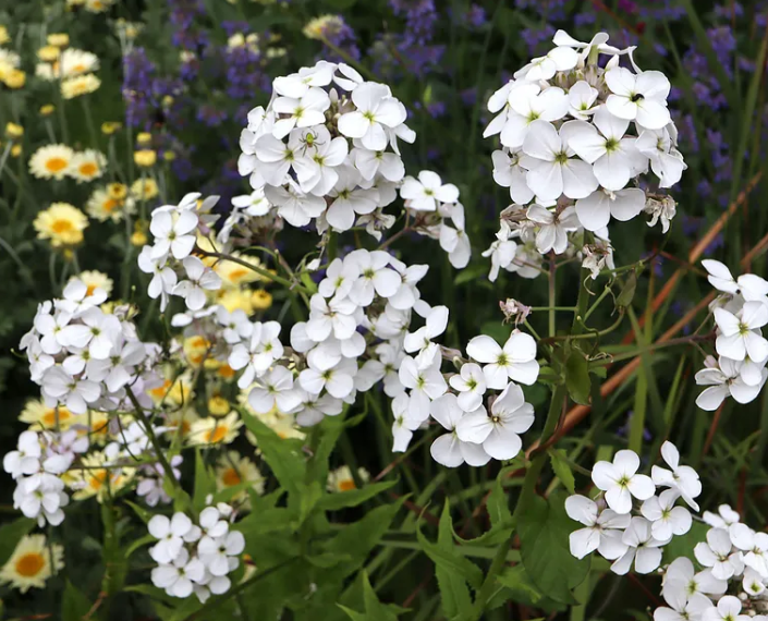 Матимуть неймовірний вигляд: які білі квіти найкраще підходять для саду