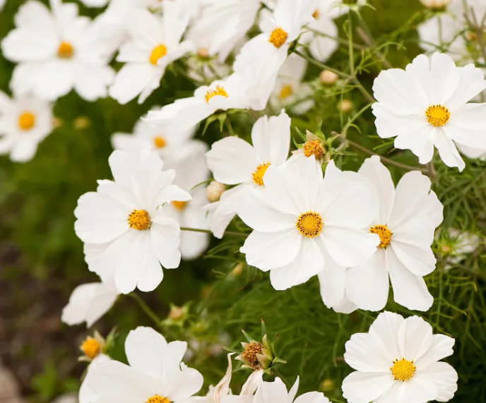 Будут невероятно выглядеть: какие белые цветы лучше всего подходят для сада
