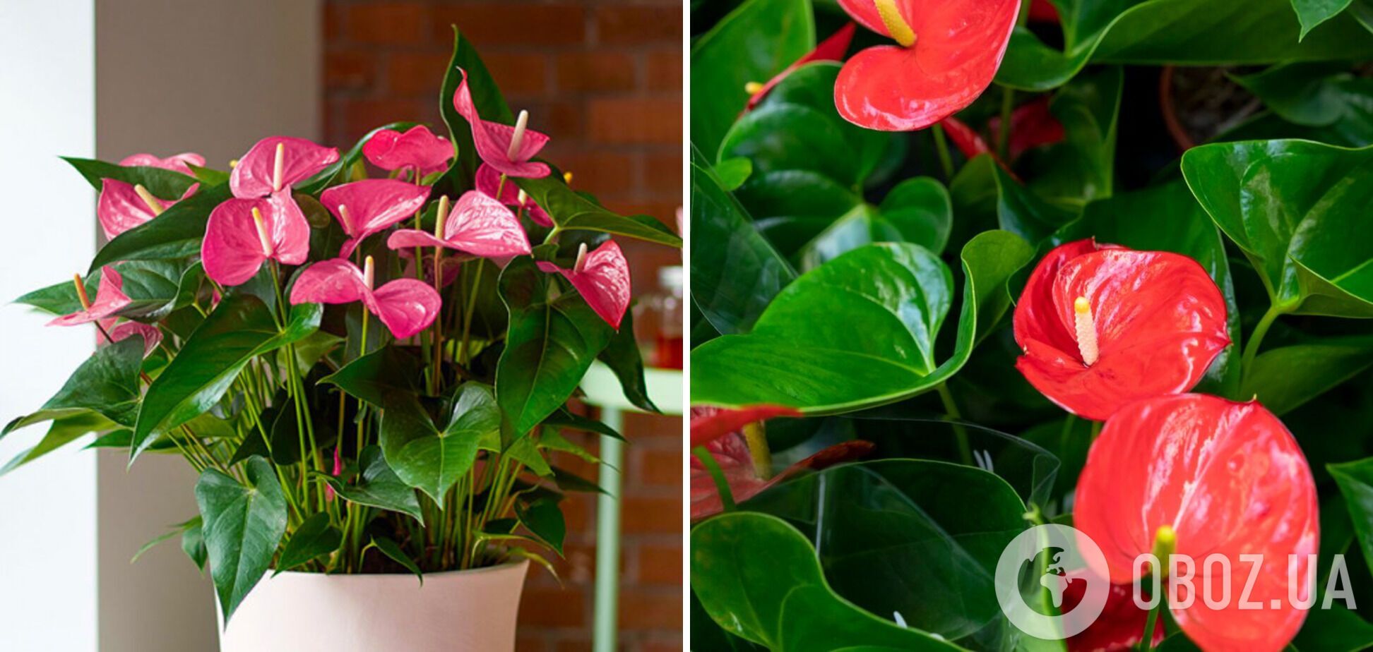 Які квіти подарувати на День Валентина: 6 кімнатних рослин, які з легкістю замінять букет і стоятимуть роками 
