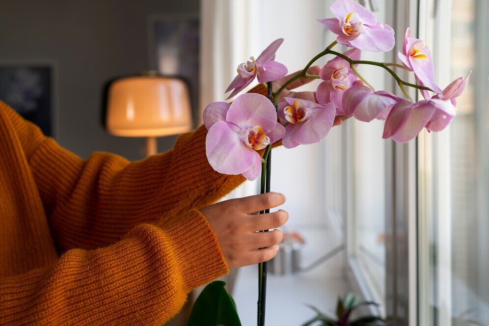 Які квіти подарувати на День Валентина: 6 кімнатних рослин, які з легкістю замінять букет і стоятимуть роками 

