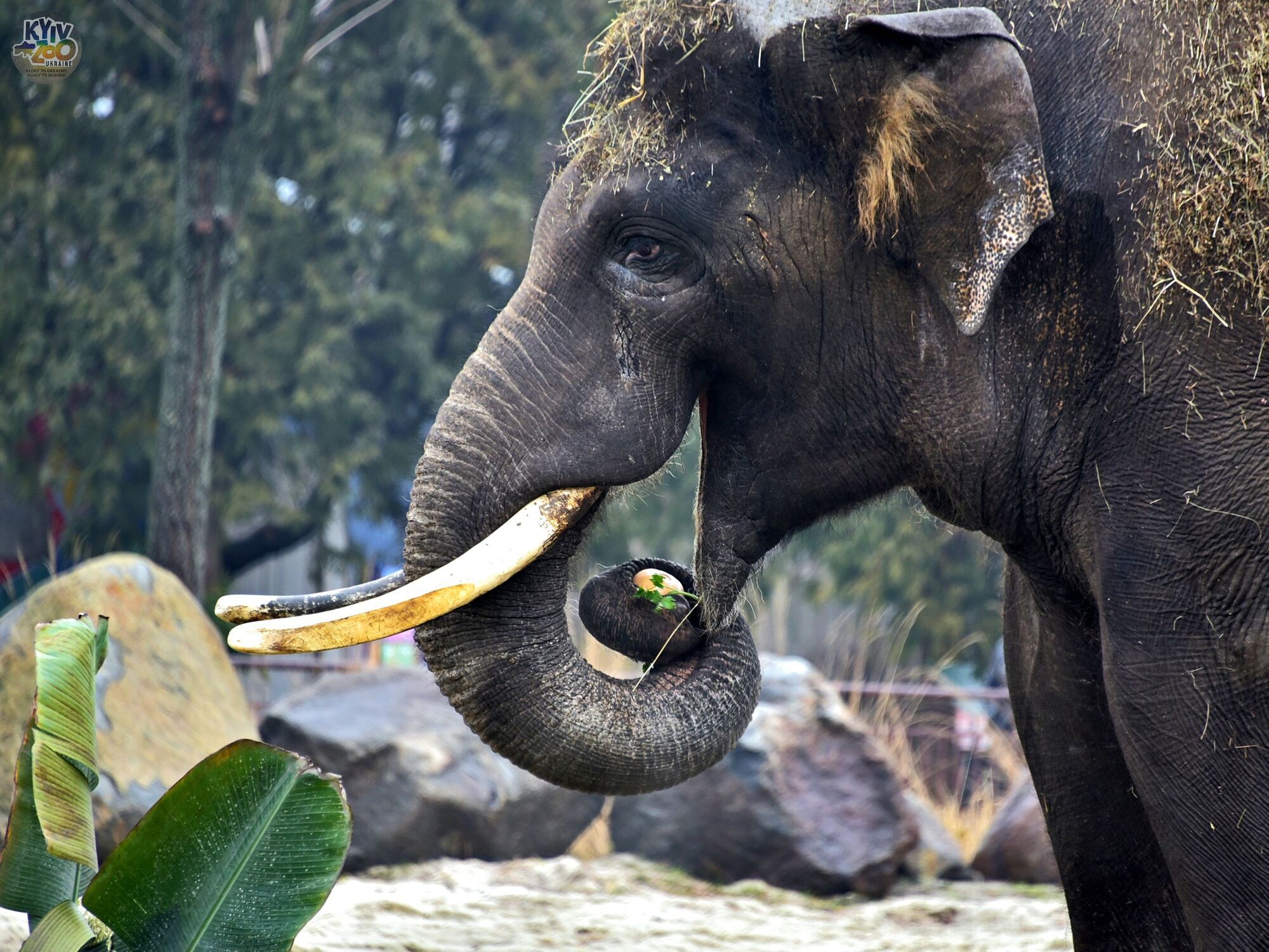 По человеческим меркам исполнилось 24 года: в Киевском зоопарке отмечают день рождения слона Хорса. Фото и видео