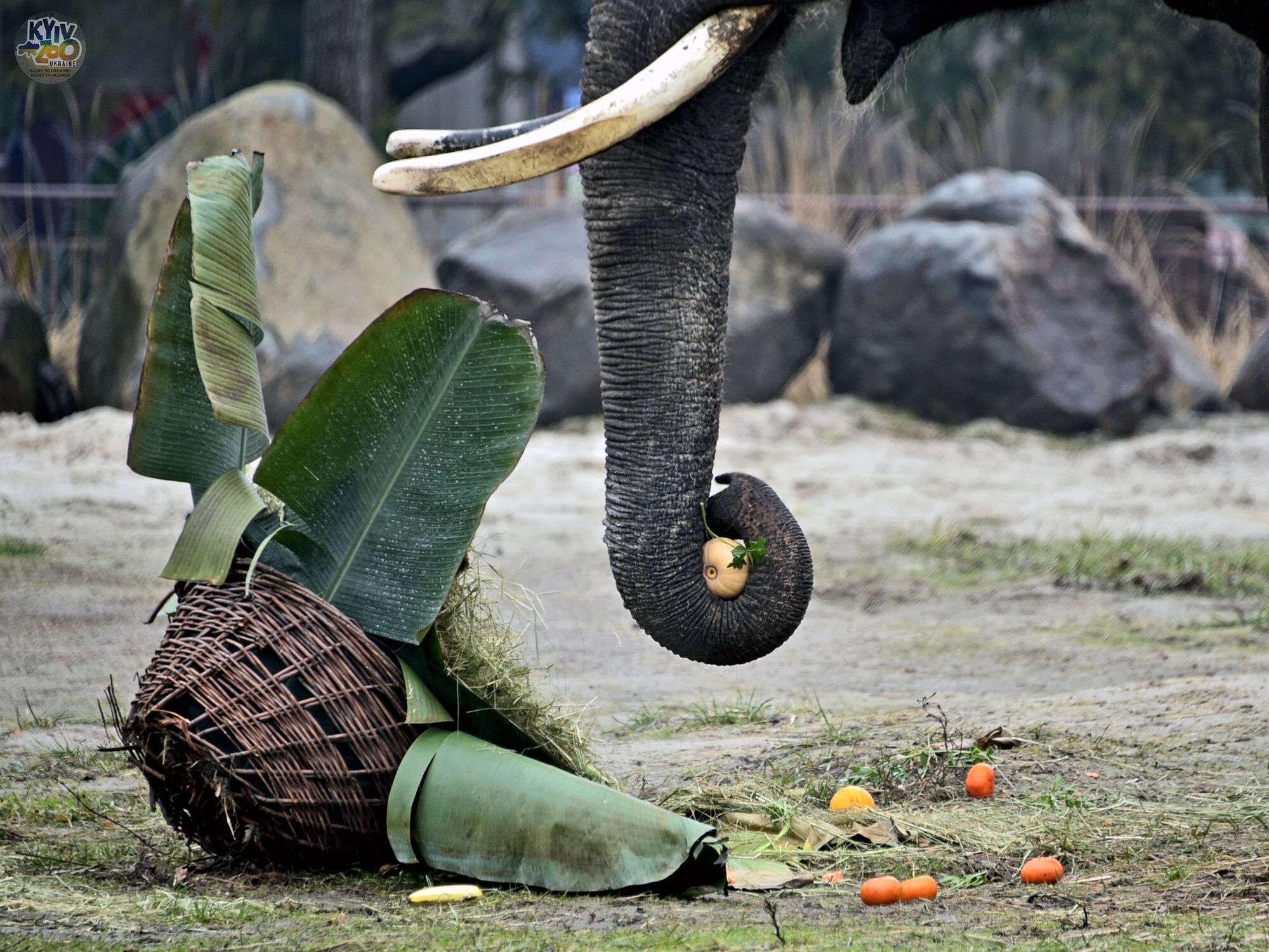 По человеческим меркам исполнилось 24 года: в Киевском зоопарке отмечают день рождения слона Хорса. Фото и видео