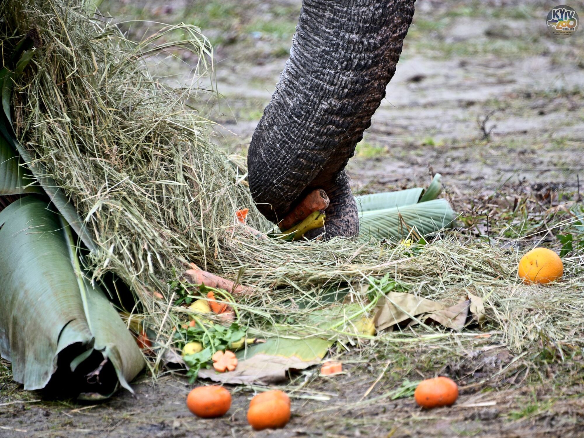 За людськими мірками виповнилось 24 роки: у Київському зоопарку святкують день народження слона Хорса. Фото і відео 