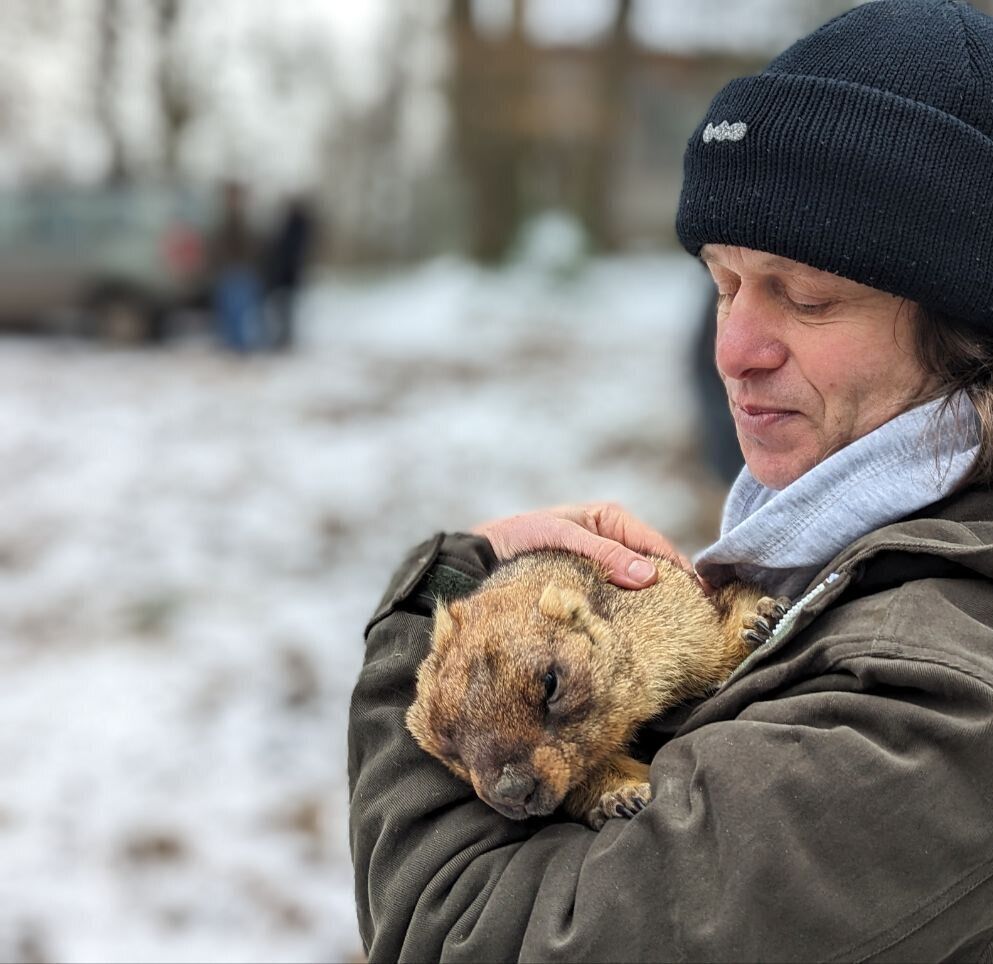 День бабака: історія, традиції, як правильно визначити погоду на рік