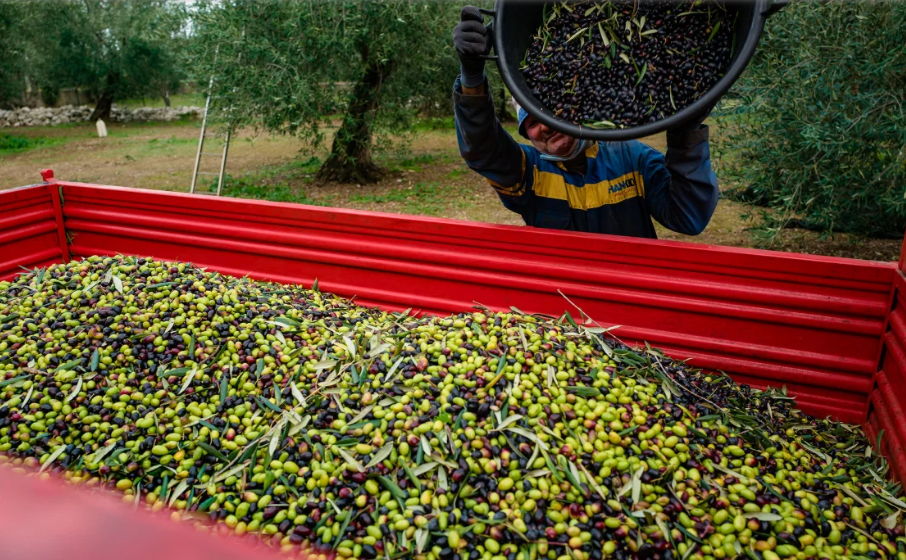 Как узнать, действительно ли полезно оливковое масло, которое вы покупаете: отвечает эксперт