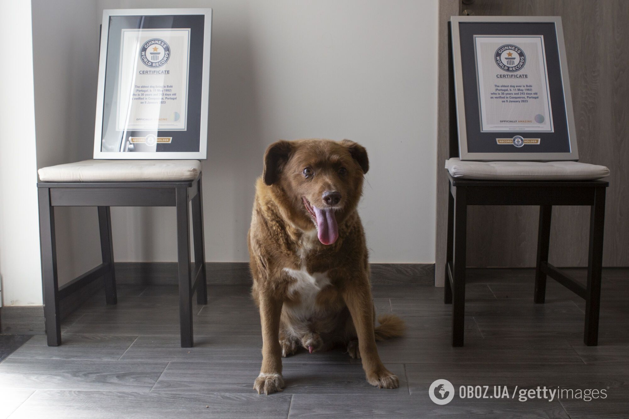 Самую старую собаку в истории лишили титула Книги рекордов Гиннеса после проверки доказательств
