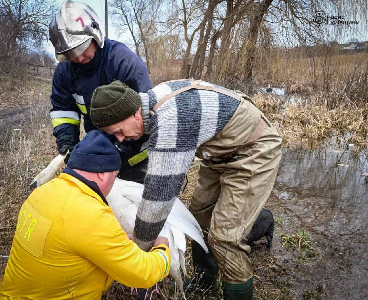 З птаха витягли чотири дротики: на Київщині врятували лебедя, який став жертвою людської жорстокості. Фото