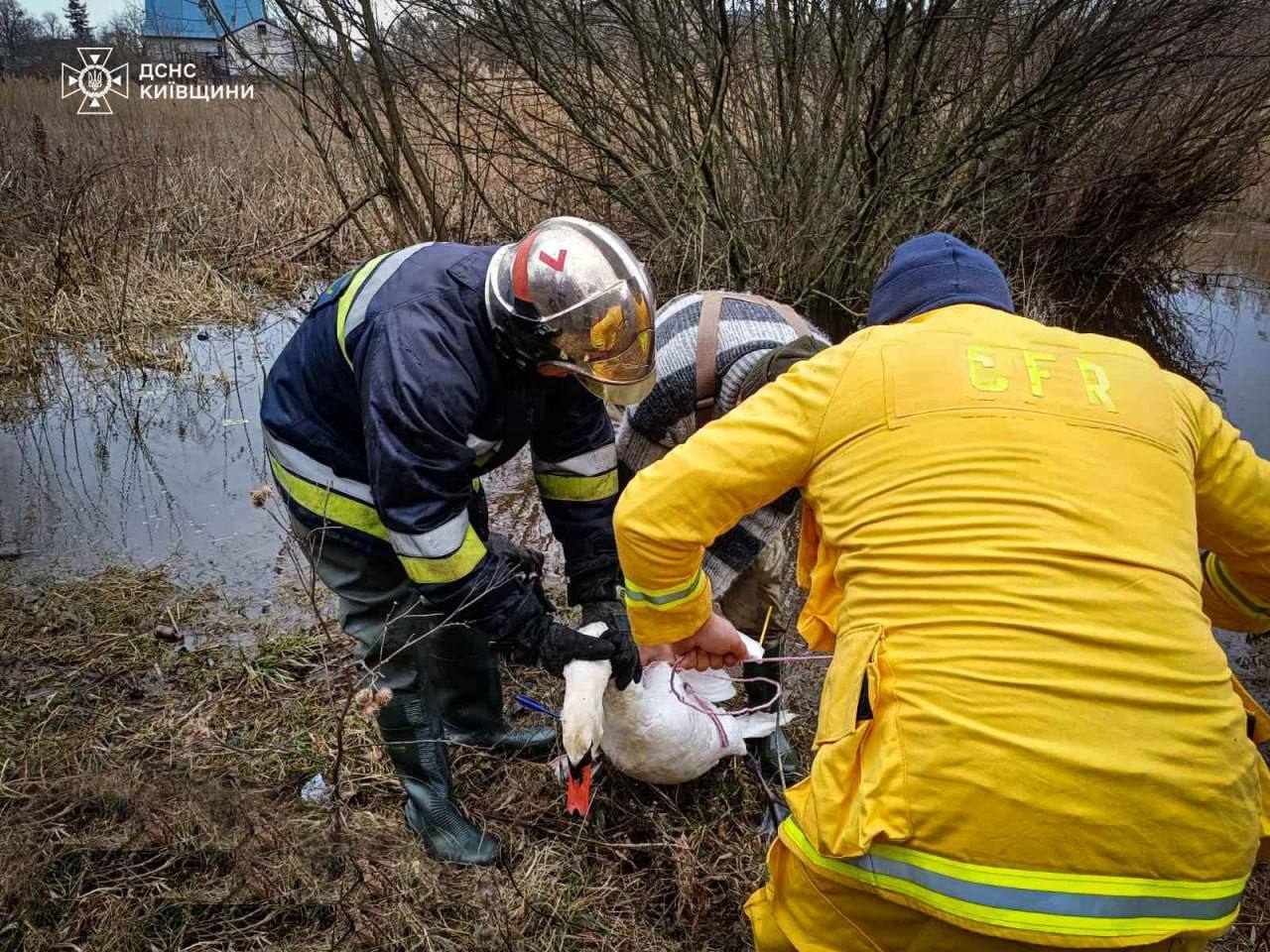 З птаха витягли чотири дротики: на Київщині врятували лебедя, який став жертвою людської жорстокості. Фото