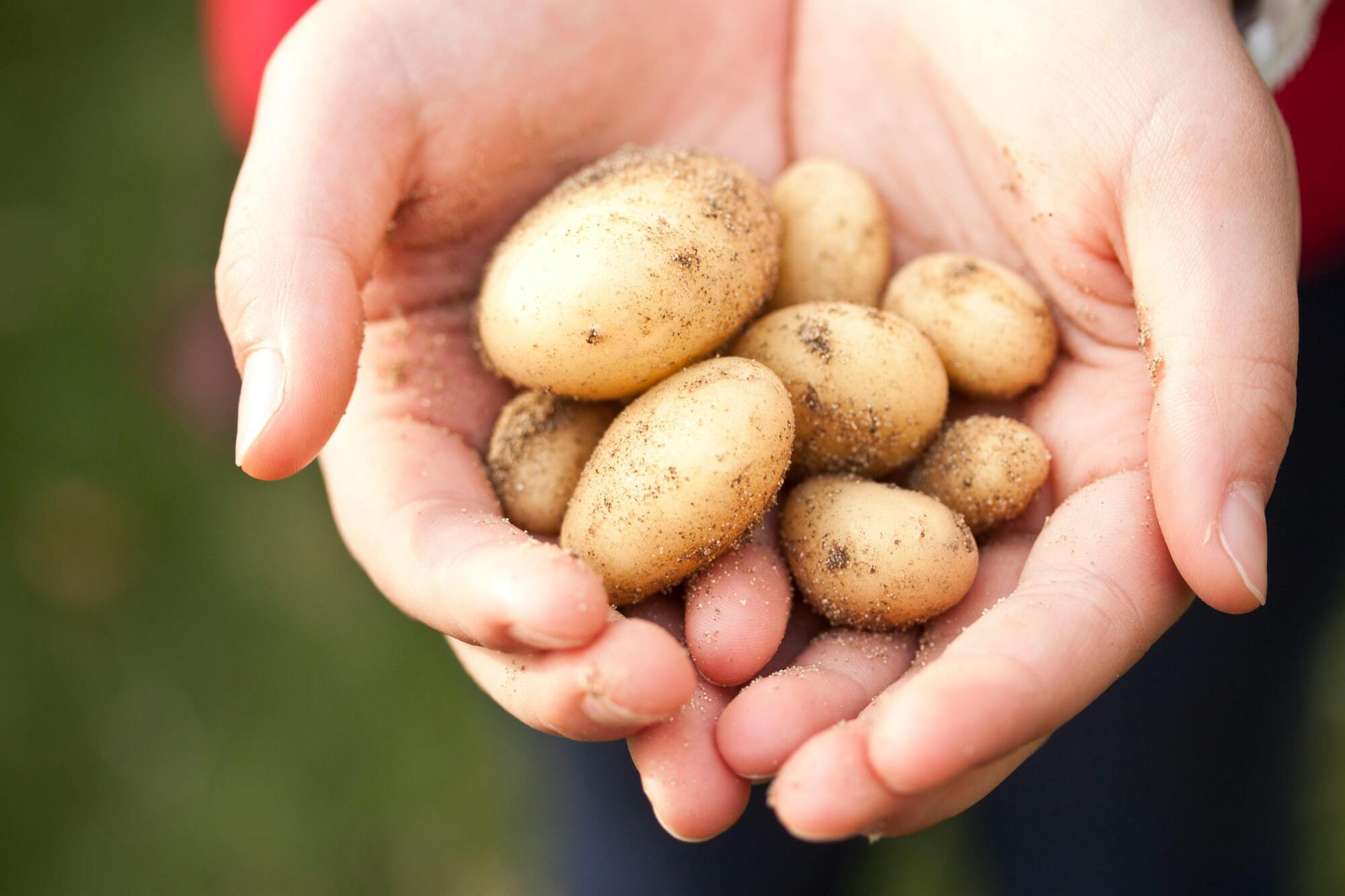 Можно ли хранить картофель в холодильнике: развеиваем миф