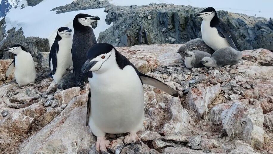 Такого еще не было: украинские полярники показали уникальное видео с антарктическими пингвинятами