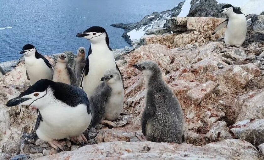Такого ще не було: українські полярники показали унікальне відео із антарктичними пінгвінятами
