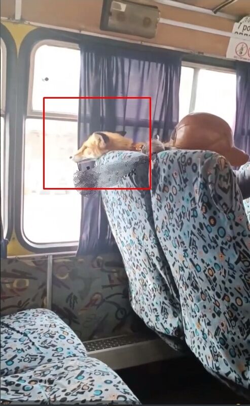 Необычные пассажиры: в Киеве в маршрутке увидели мужчину с лисичкой в руках. Фото и видео