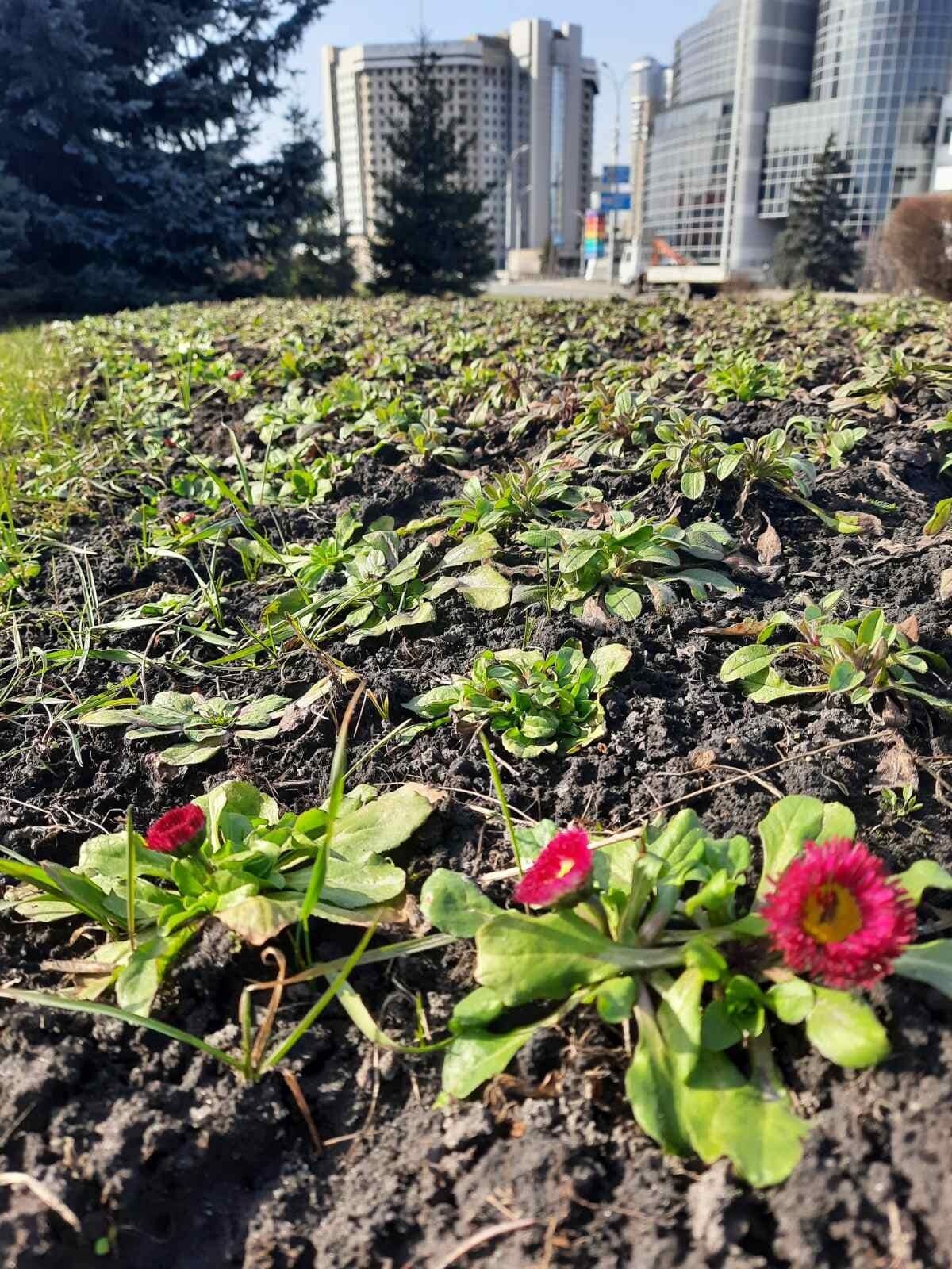 У Києві наприкінці зими почала цвісти рослина, яку зазвичай можна побачити у травні. Фото