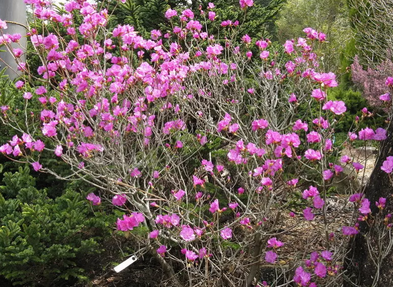 Цветут весной: какие кусты станут настоящим украшением вашего сада