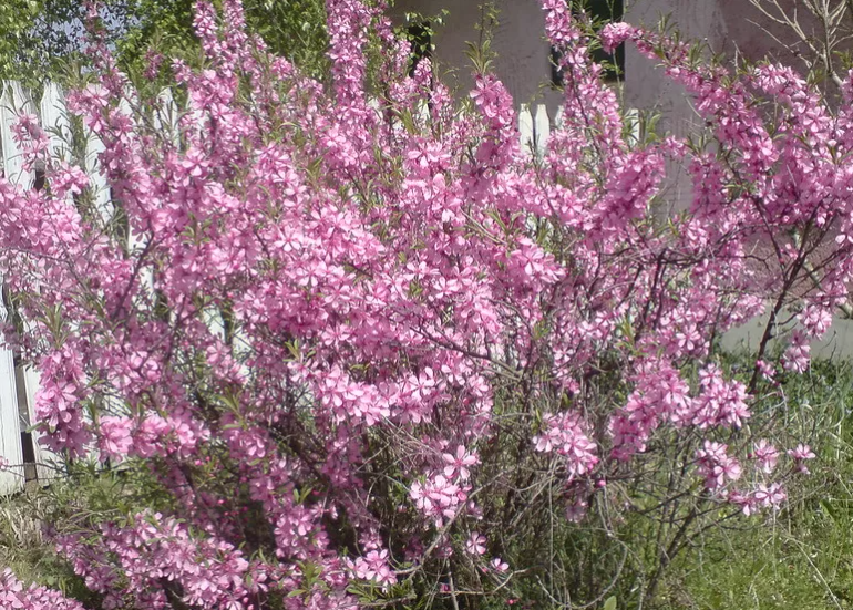 Цвітуть весною: які кущі стануть справжньою окрасою вашого саду